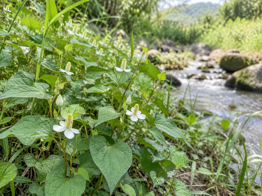 野外溪邊自然生長的魚腥草植株